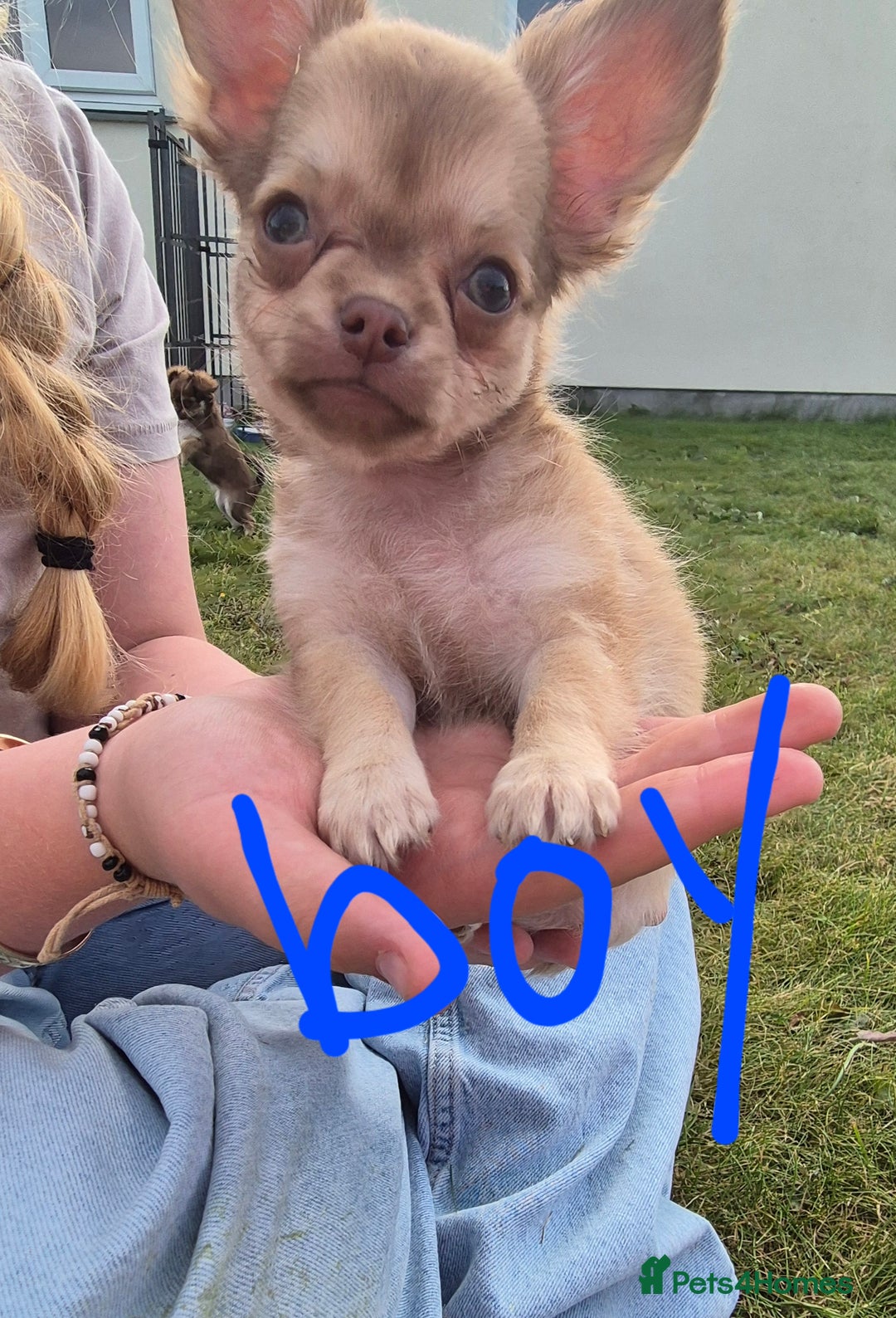 Chihuahua dogs for sale: Have 4 beautiful full chihuahua pups  - Image 5