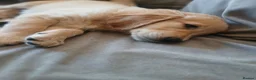 Golden Retriever dogs for sale: Ready to leave true gold colored golden retrievers - Advert 3