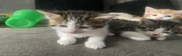 Mixed Breed cats for sale: Gorgeous kittens - Advert 4