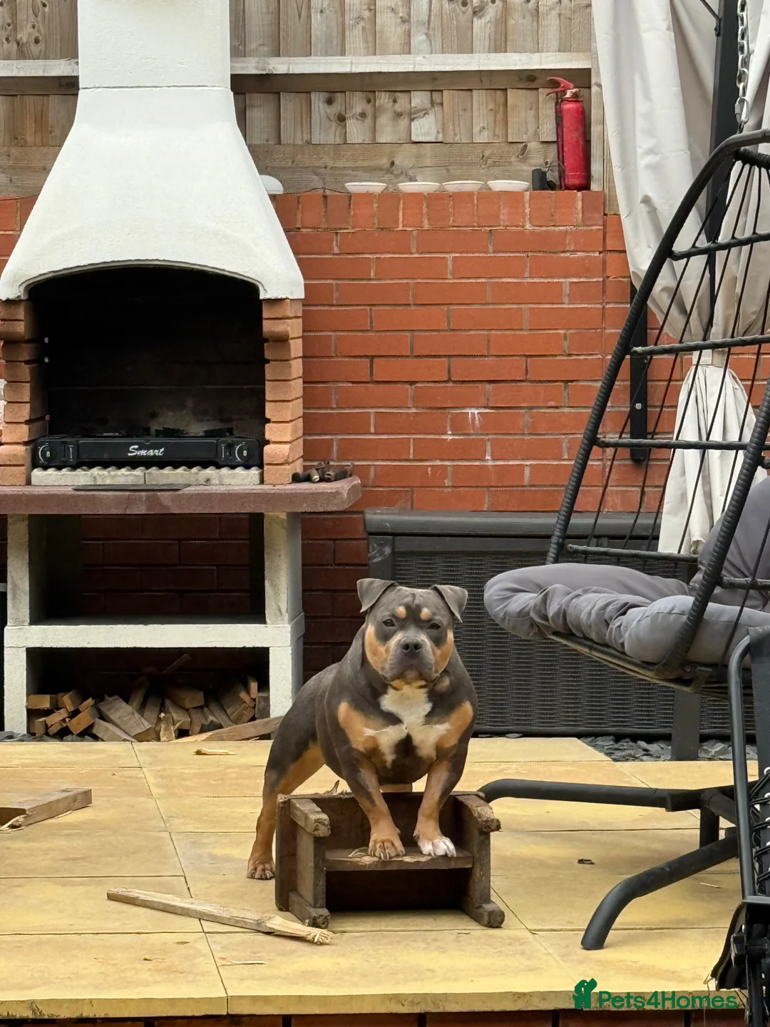 American Bully dogs for stud: ABKC Registered American Bully Pocket Stud in Stoke-on-Trent - Advert 2