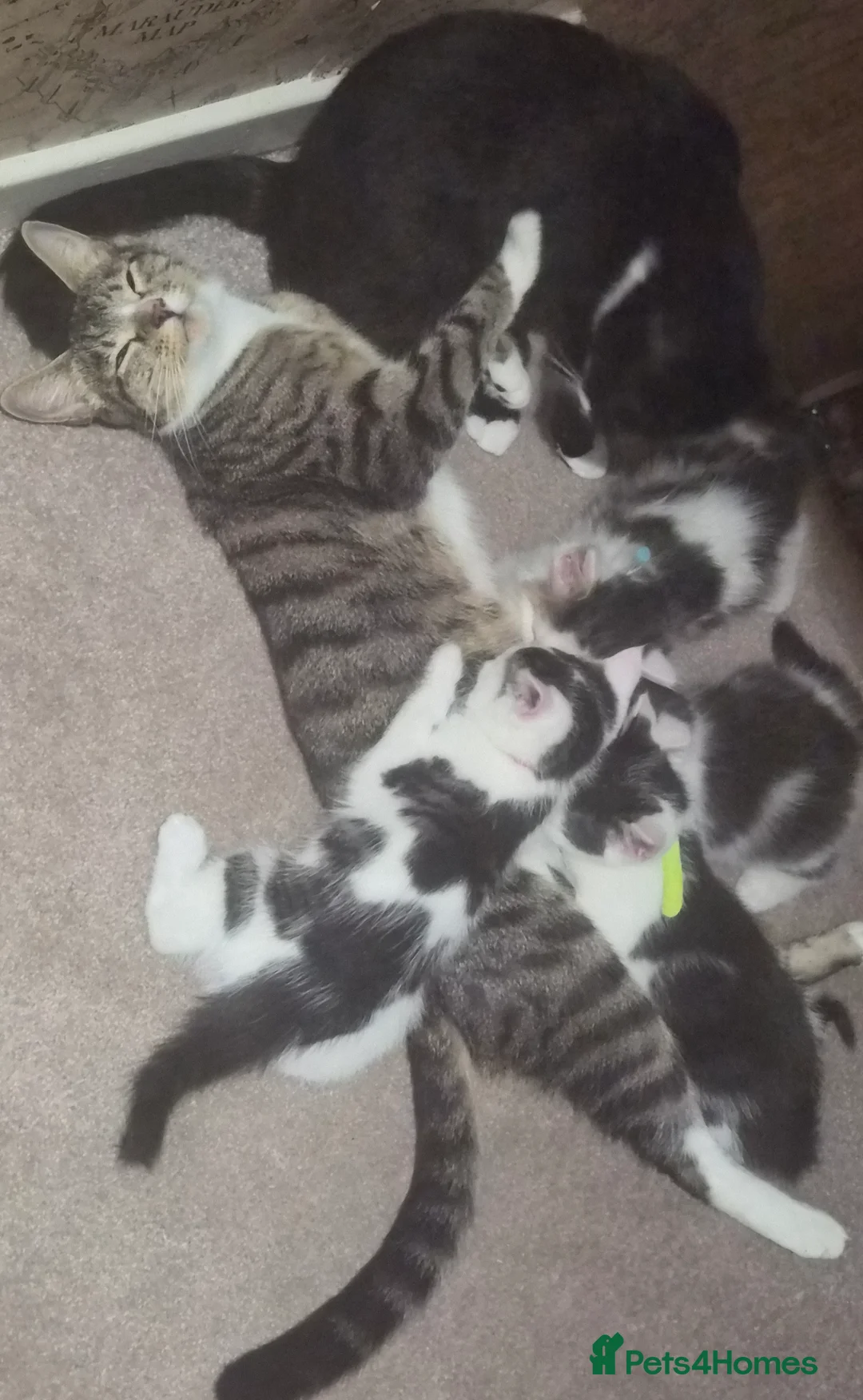 Mixed Breed cats for sale: One last fluffy female kitten left - Advert 2