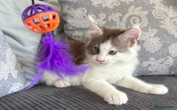 Maine Coon cats for sale: Last 2 Beautiful mc boys ready now  - Image 5