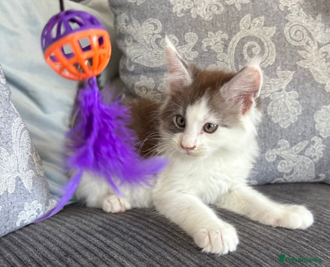 Maine Coon cats for sale: Last 2 Beautiful mc boys ready now  - Image 5