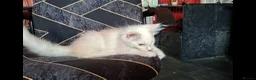 Maine Coon cats for sale: Pedigree Maine Coon Kittens in Manchester  - Advert 11