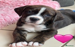 Mixed Breed dogs for sale: American Bulldog X Bernese mountain Dogs  - Image 2