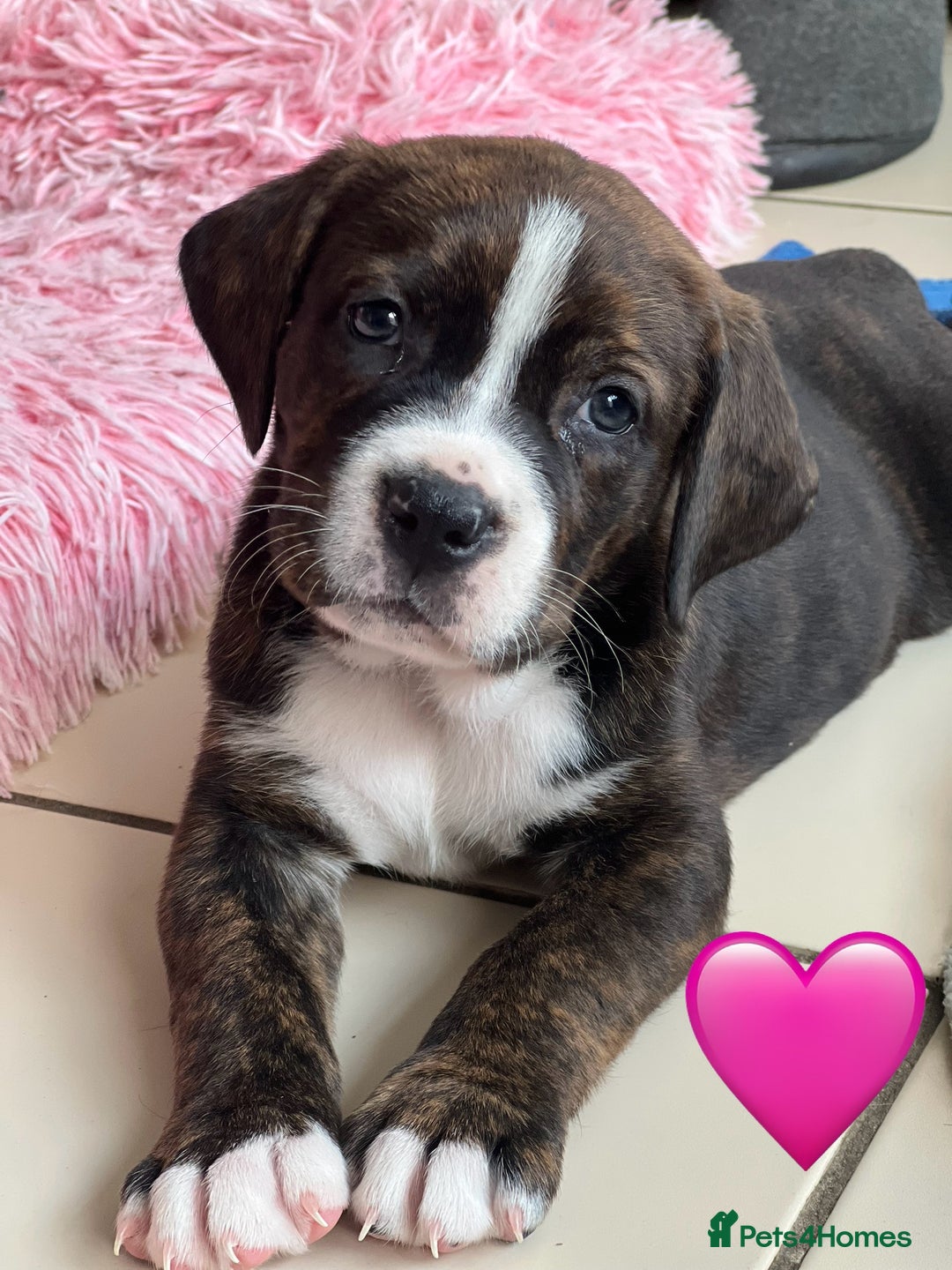 Mixed Breed dogs for sale: American Bulldog X Bernese mountain Dogs  - Image 2