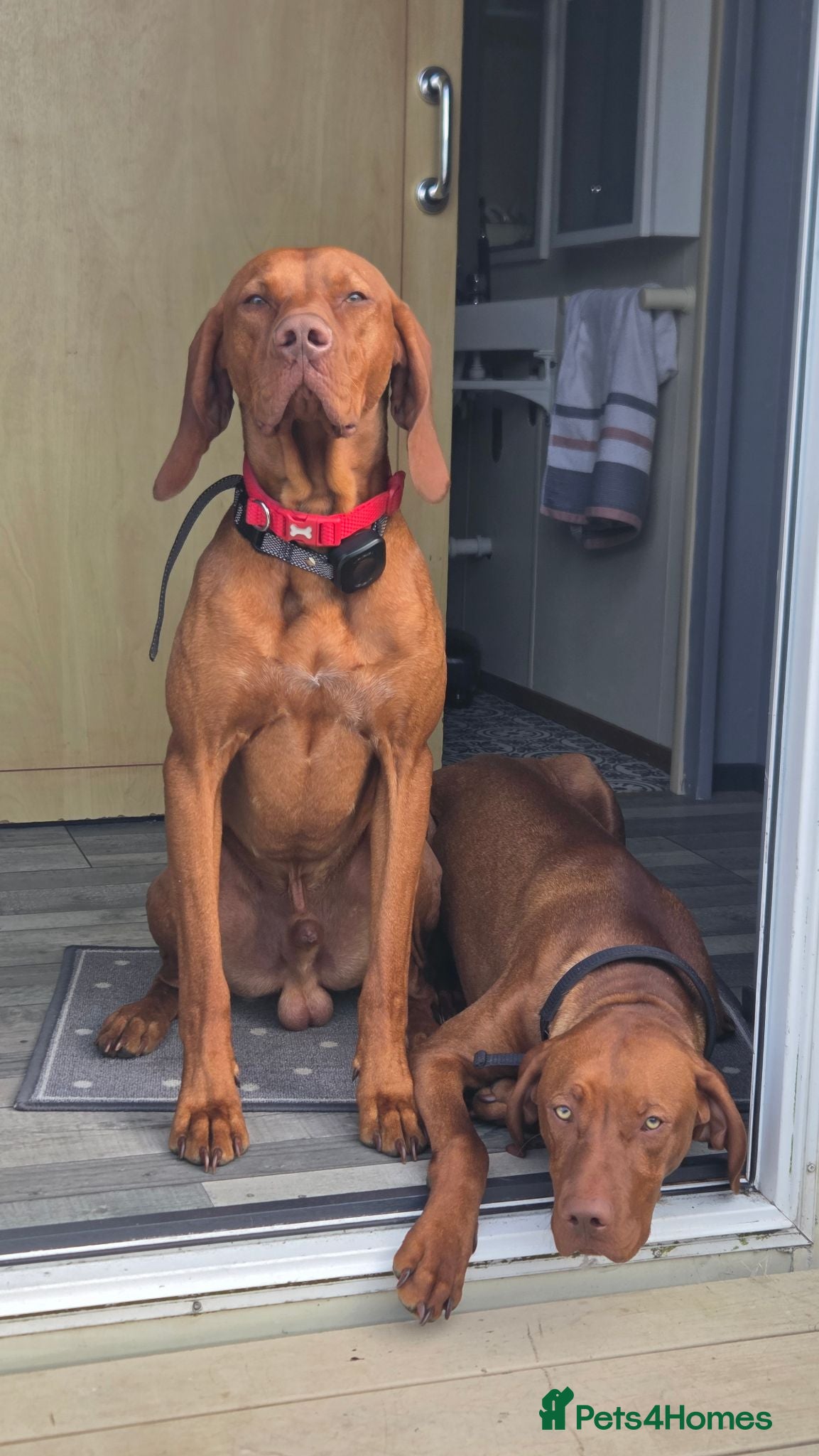 Hungarian Vizsla dogs Vizsla for Stud - Advert 4