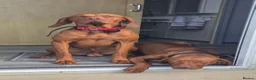 Hungarian Vizsla dogs for stud: Vizsla for Stud - Advert 1