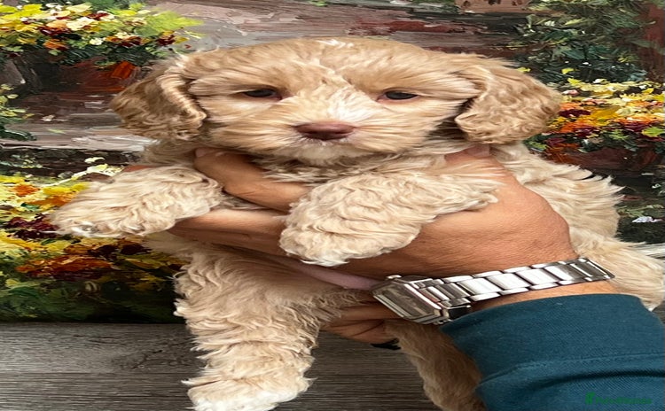 Australian Labradoodle dogs - Advert 1
