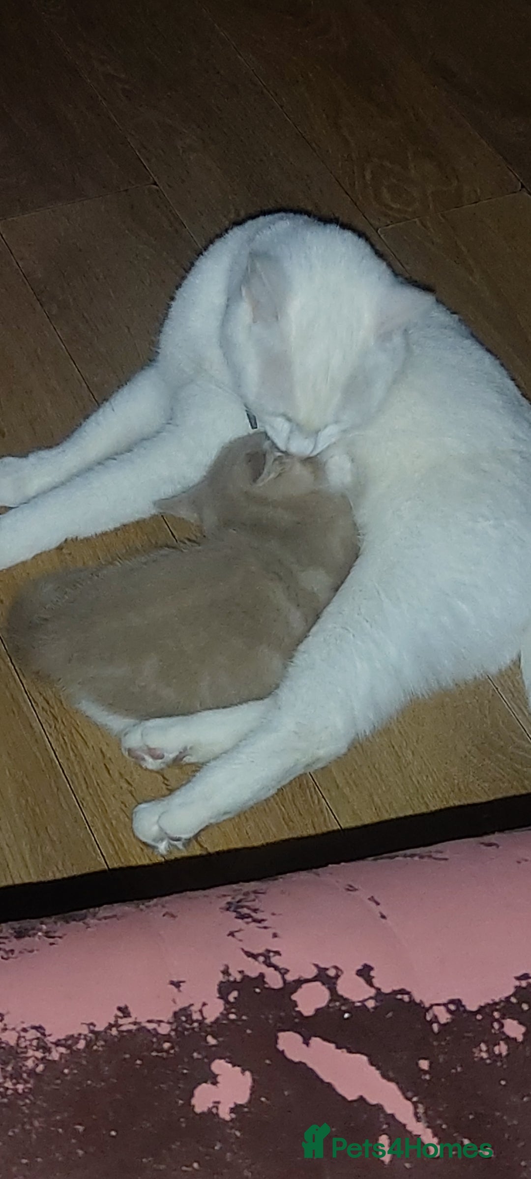Mixed Breed cats for sale: 1 white, ginger and caramac kitten  - Advert 26