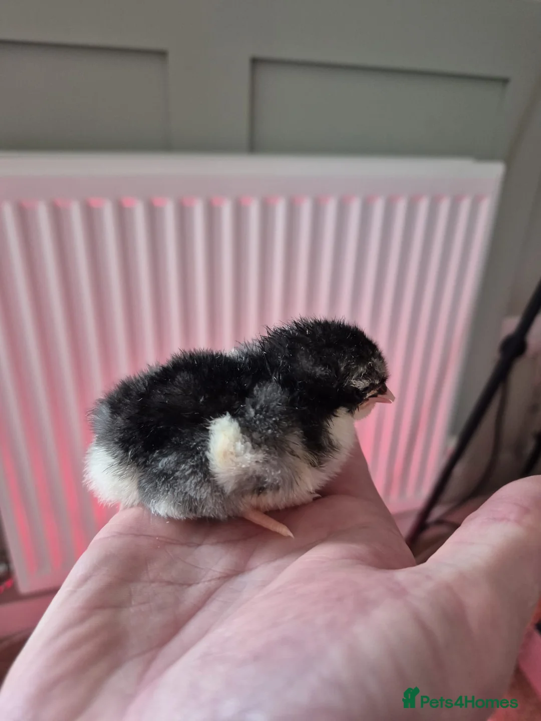 Chickens poultry for sale: Black orpingtons - Advert 4