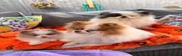 Pomeranian dogs for sale: Lilac & White Small Boy in Birmingham - Advert 3