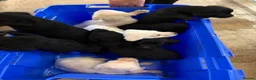 Labrador Retriever dogs for sale: KC REG black labradors  - Advert 1