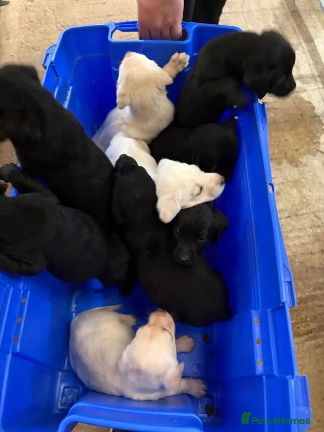 Labrador Retriever dogs for sale: KC REG black labradors  - Advert 1
