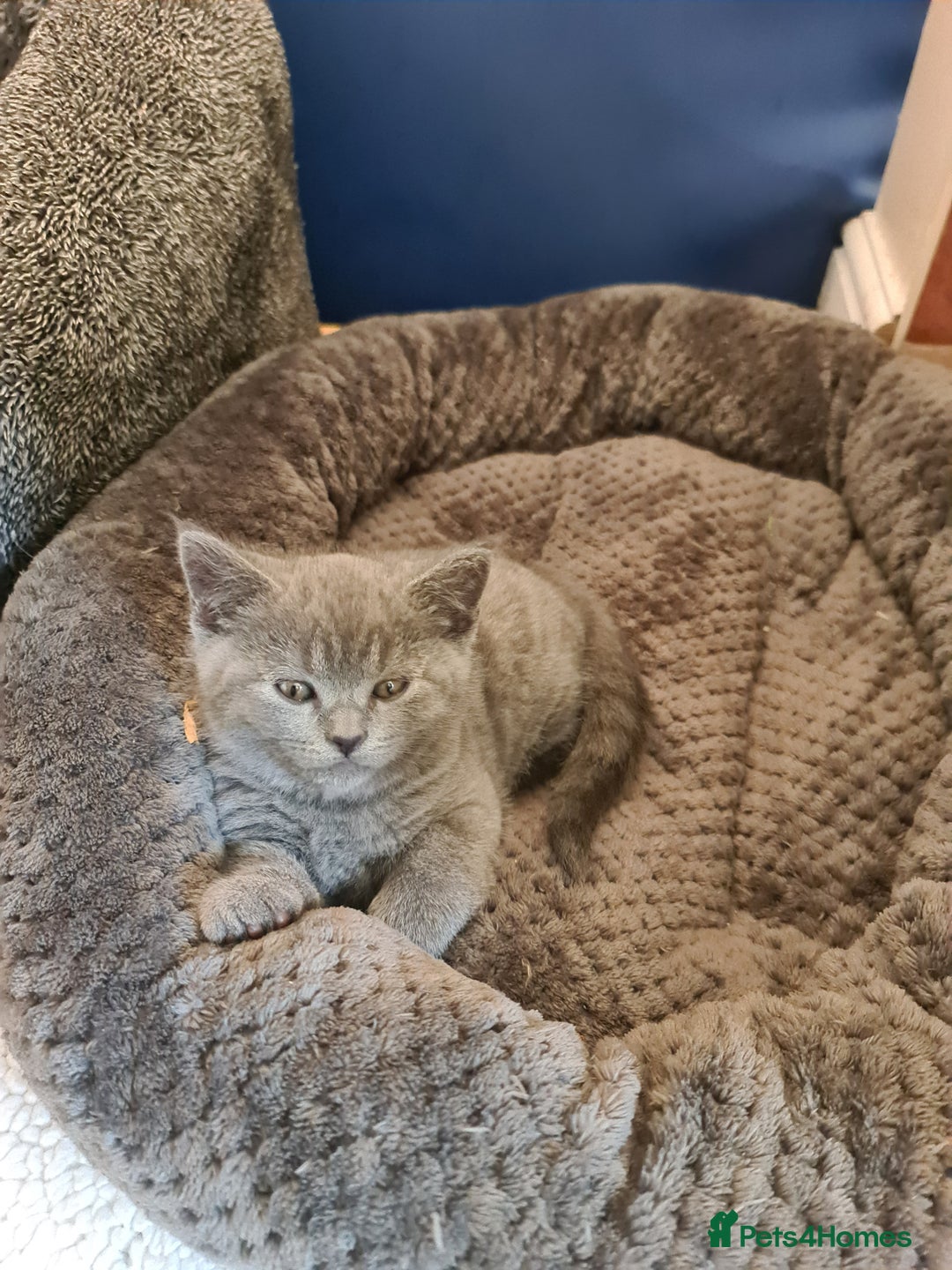 British Shorthair cats for sale: Both parents pedigreesTICA pedigree-dad5xchampion  - Image 8