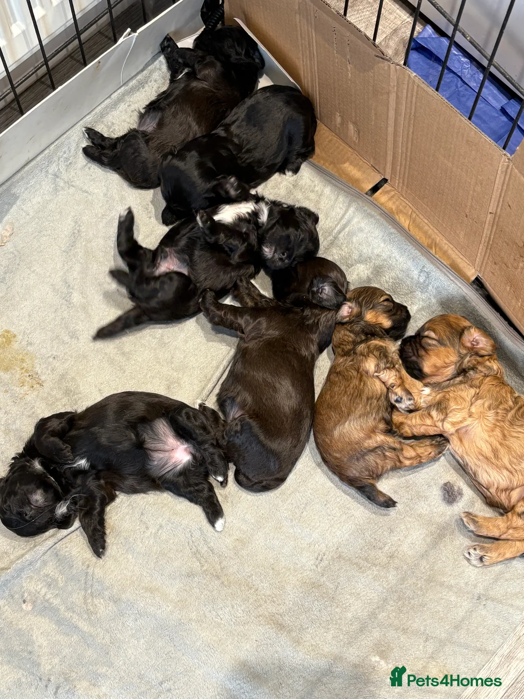 Shihpoo dogs for sale: Shihpoo f1 puppies  🩷🩷 - Advert 18