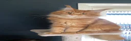 Maine Coon cats for sale: 2 Maine Coon Cats Seeking a Loving New Home - Advert 14
