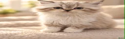 Persian cats for sale: Beautiful Fluffy Persian Doll Face  - Advert 6