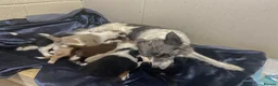 Border Collie dogs for sale: Border Collie Pups - Advert 6