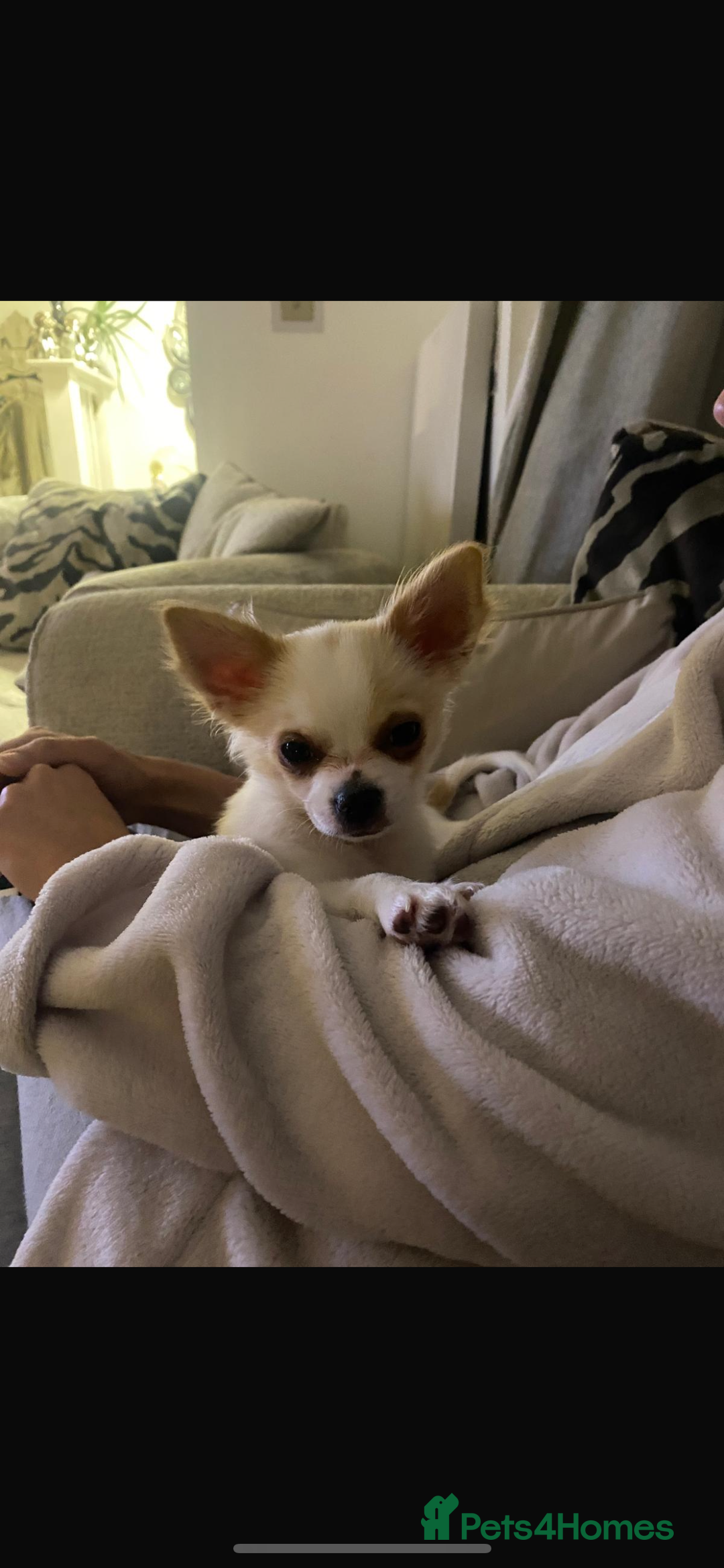 Chihuahua dogs for sale: Chihuahua - Image 4