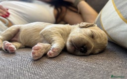 Mixed Breed dogs for sale: Tiboodle Puppies – Toy Poodle x Tibetan Terrier - Image 5