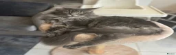 Maine Coon cats for sale: TICA Registered Maine Coon Kittens 🐾 - Advert 14