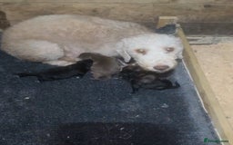 Bedlington Terrier dogs for sale: Two stunning blue bedlington pups  - Image 3