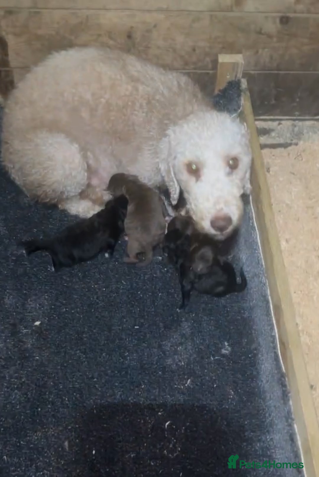 Bedlington Terrier dogs for sale: Two stunning blue bedlington pups  - Image 3