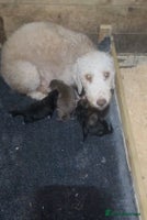 Bedlington Terrier dogs - Advert 2