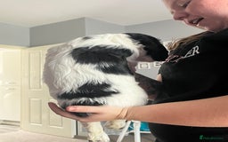 Cocker Spaniel dogs for sale: Beautiful kc registered cocker spaniel puppies - Image 9