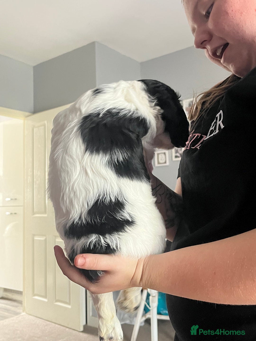 Cocker Spaniel dogs for sale: Beautiful kc registered cocker spaniel puppies - Image 9