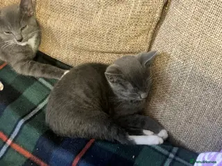 Mixed Breed cats Beautiful russian blue/british short hair cross - Advert 10
