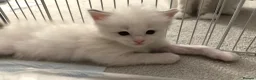 Ragdoll cats for sale: 3 Ragdoll kittens - Advert 9