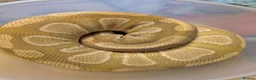 Python Snake reptiles for sale: Royal pythons - Advert 6