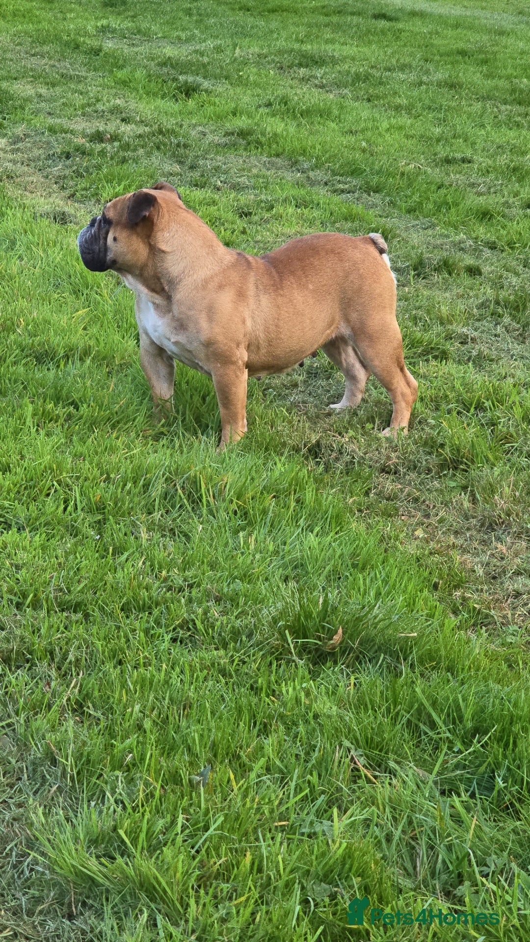 English Bulldog dogs for sale: 7 Year Old Bulldog Bitch-Super friendly 🥰 - Image 1