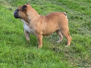English Bulldog dogs - Advert 8