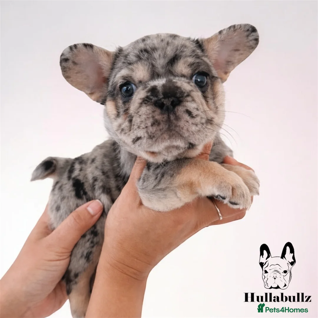 French Bulldog dogs for sale: Health tested KC French Bulldogs - Advert 15