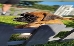 Boxer dogs for sale:   🐾 Champion Bloodline Boxer Puppies🐾 - Image 24