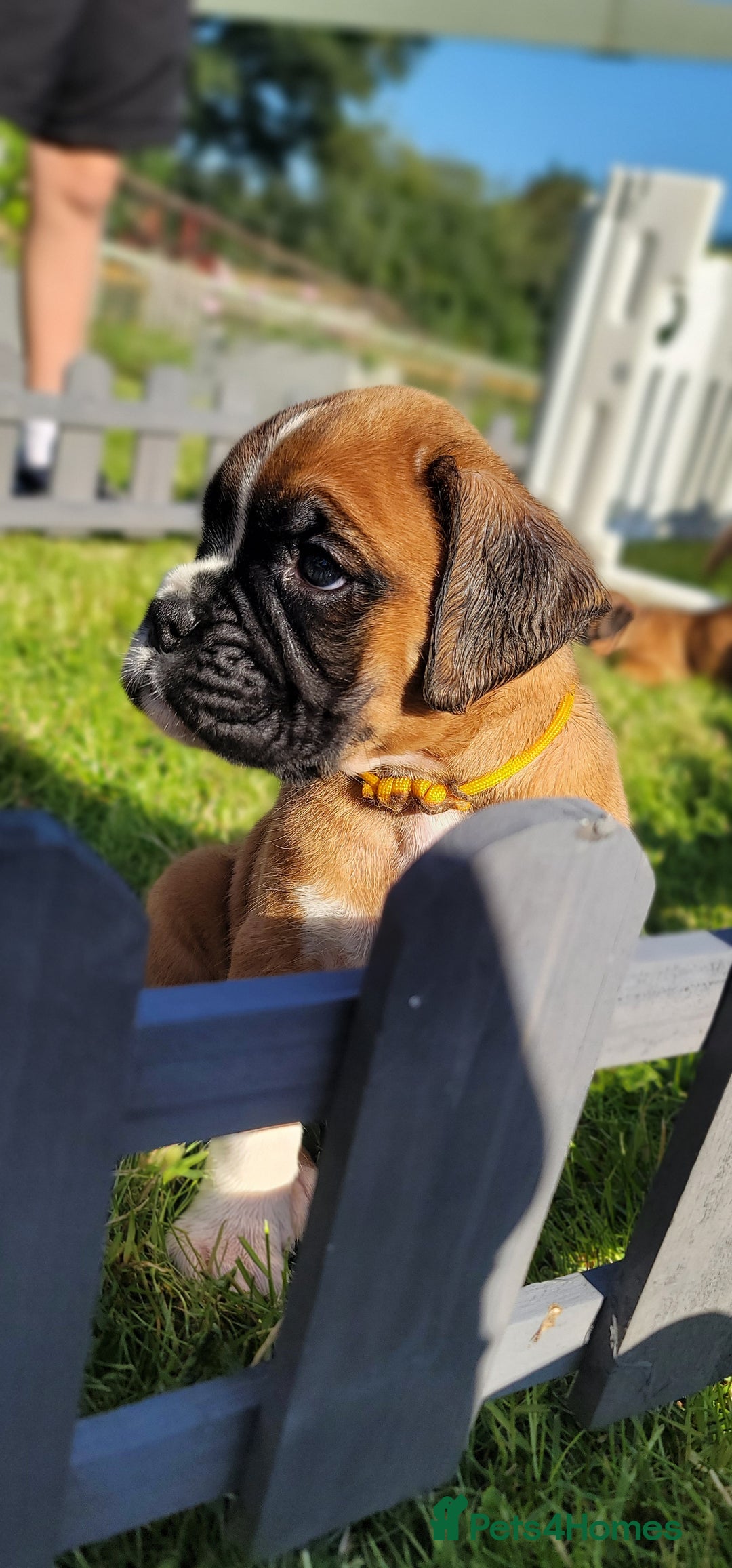 Boxer dogs for sale:   🐾 Champion Bloodline Boxer Puppies🐾 - Image 24