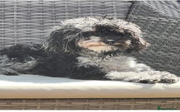 Toy Poodle dogs for sale: Toy Poodle  - Image 2