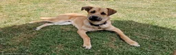 Mixed Breed dogs for adoption: Moccachino - Advert 12