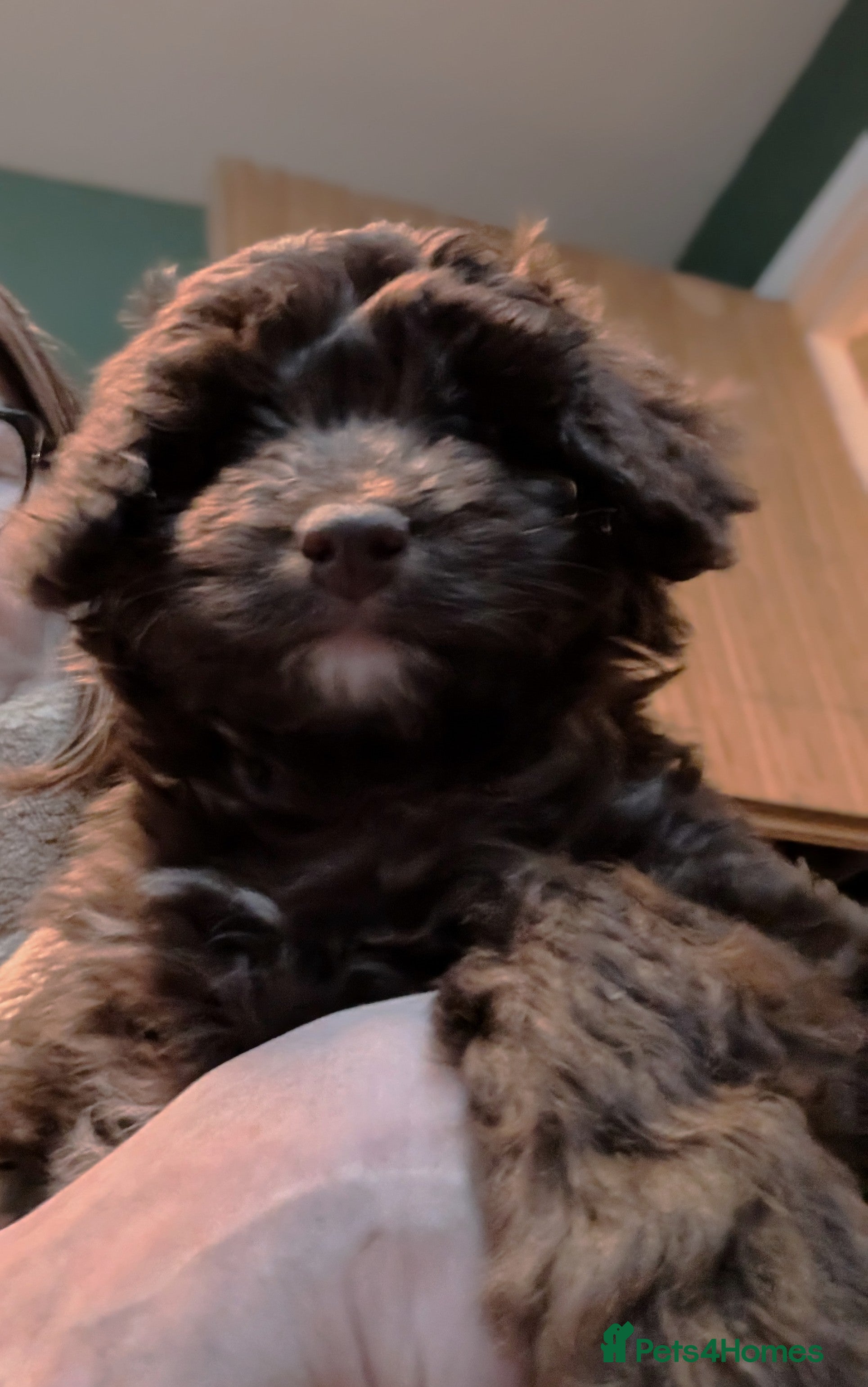 Cavapoo dogs LITTLE GIRL READY FOR NEW HOME NOW - Advert 2