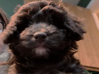 Cavapoo dogs LITTLE GIRL READY FOR NEW HOME NOW - Advert 11