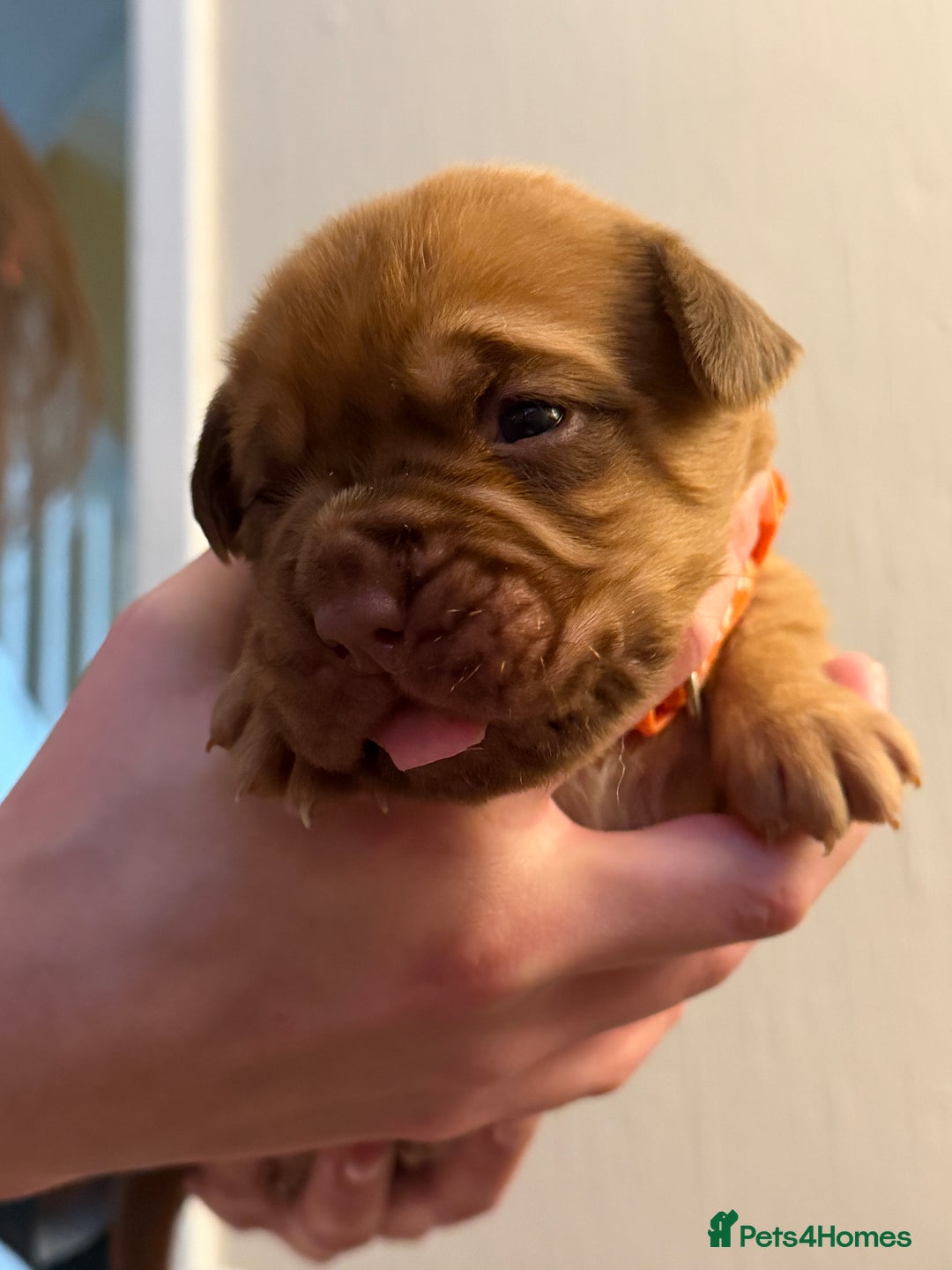 Dogue De Bordeaux dogs for sale: Beautiful Dogue De Bordeaux Puppies - Advert 5