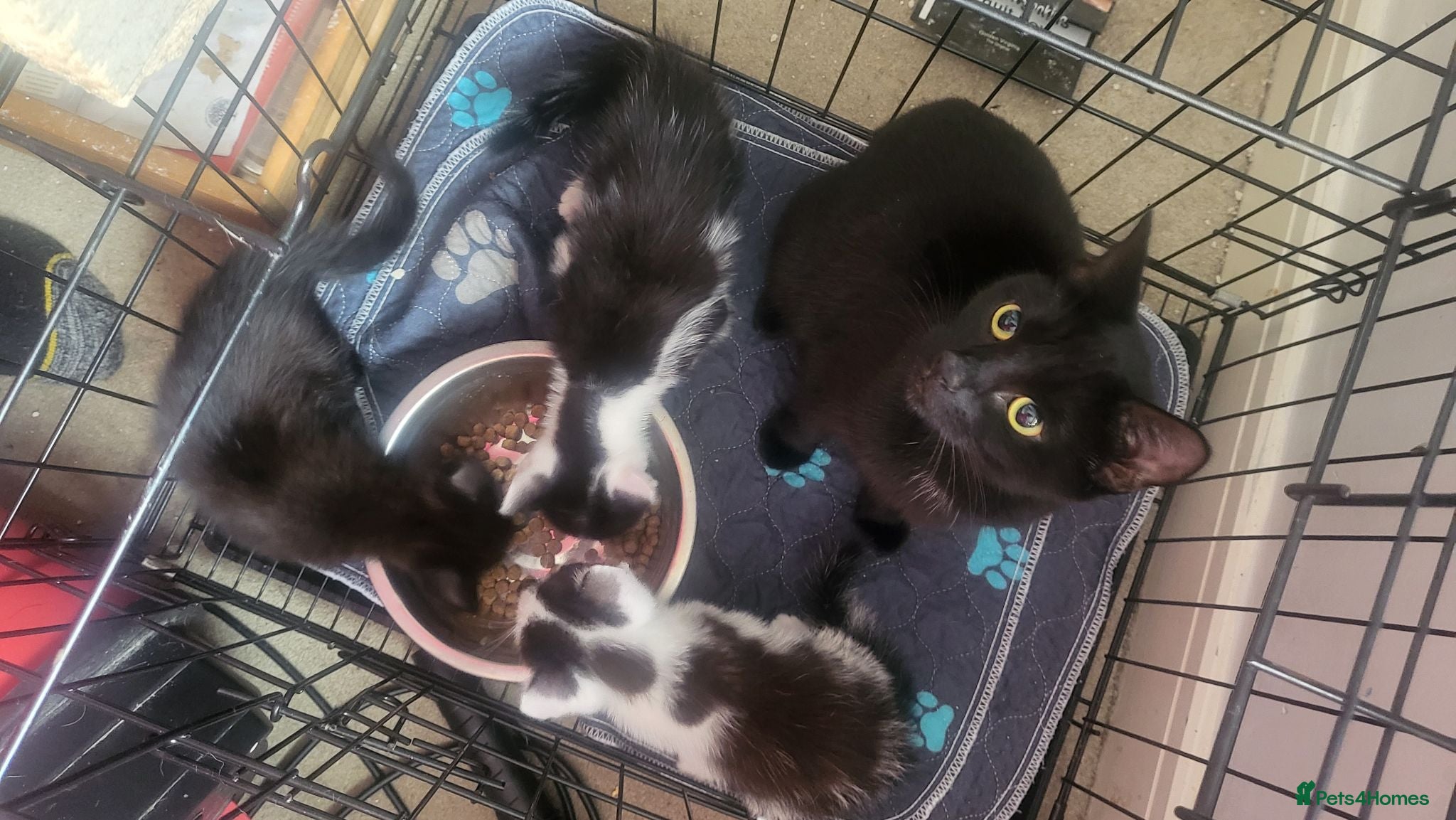 Mixed Breed cats 3 kittens available  - Advert 1