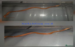 Corn Snake reptiles for sale: Beautiful corn snakes  - Image 27