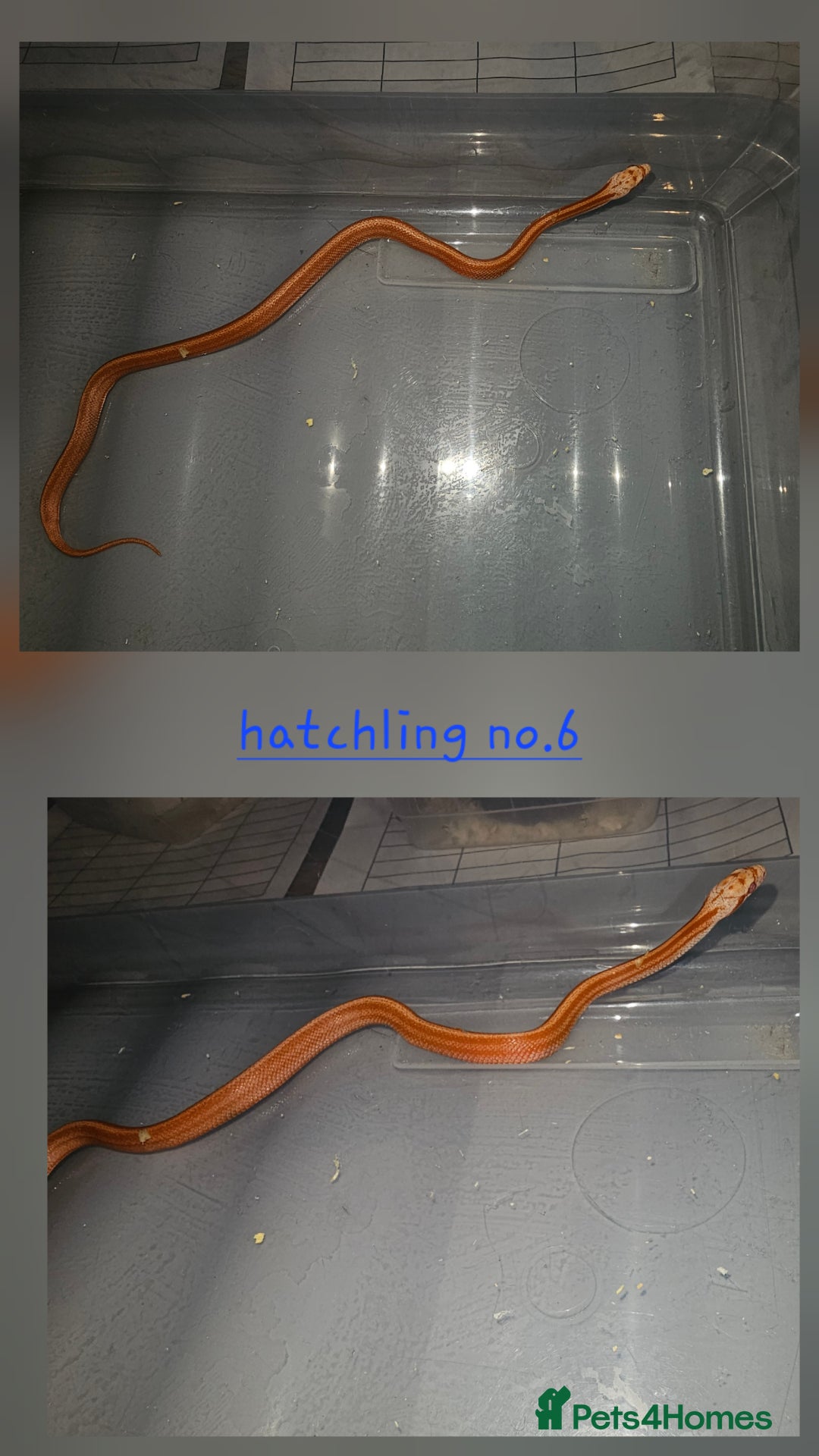 Corn Snake reptiles for sale: Beautiful corn snakes  - Image 27