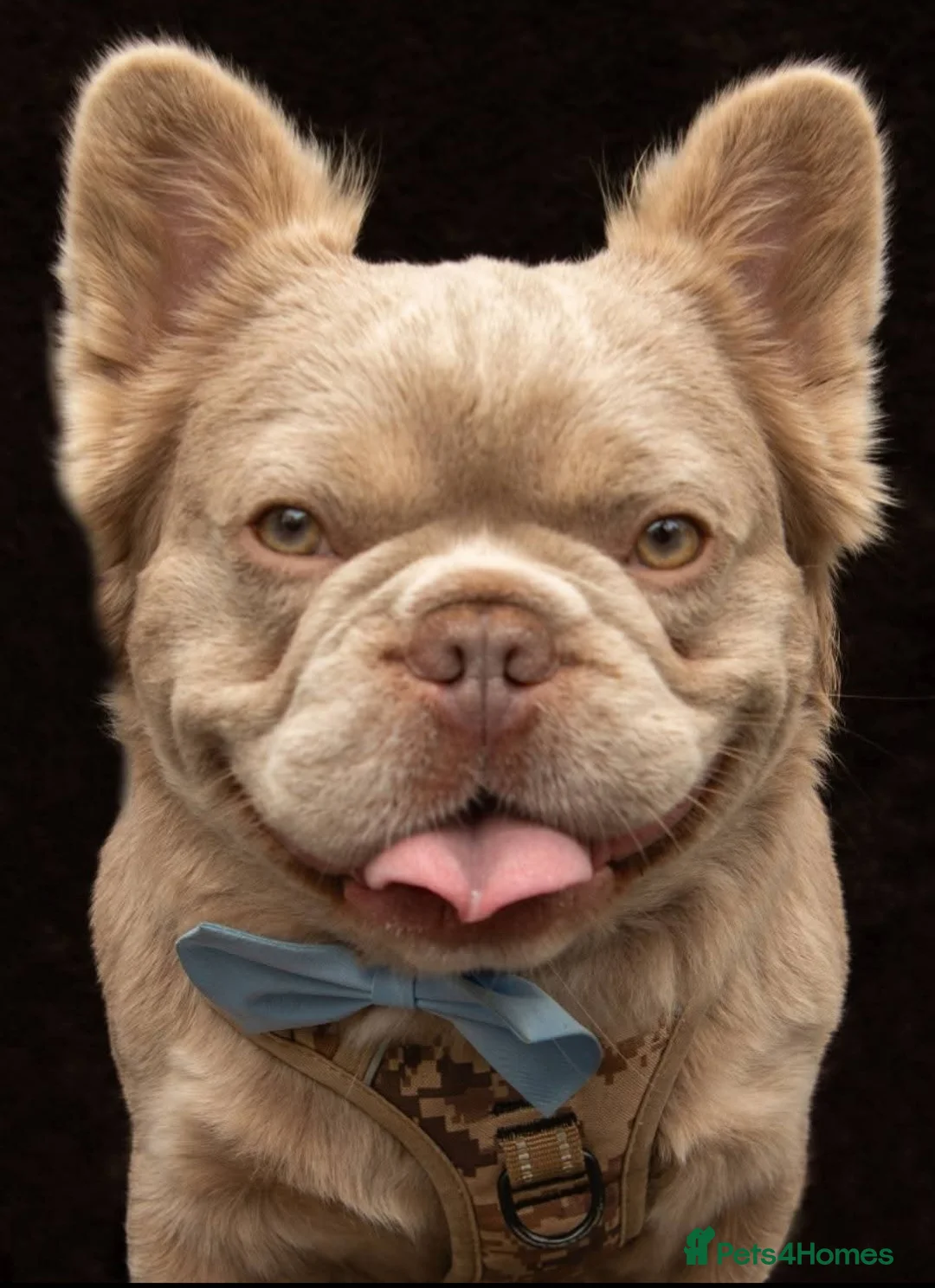 French Bulldog dogs for stud: ⭐️Bowser fluffy stud⭐️ - Advert 2