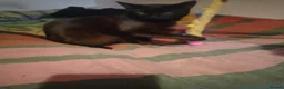 Domestic Shorthair cats for sale: Panther loves attention  in Bilston - Advert 5