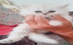 Persian cats for sale: Quality pure bred white tipped kittens - Image 4